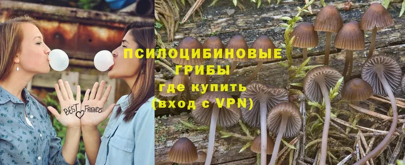 Галлюциногенные грибы Psilocybine cubensis  Мариинск 